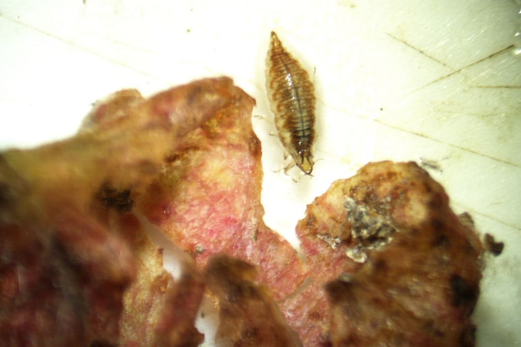 Predatore:Dermaptera sp.; larve:Coccinellidae e Neuroptera Chrysopidae